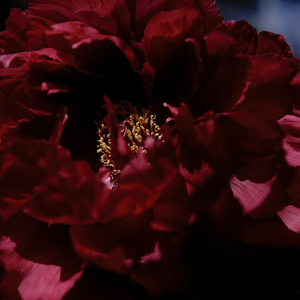 越南第一次摘花
